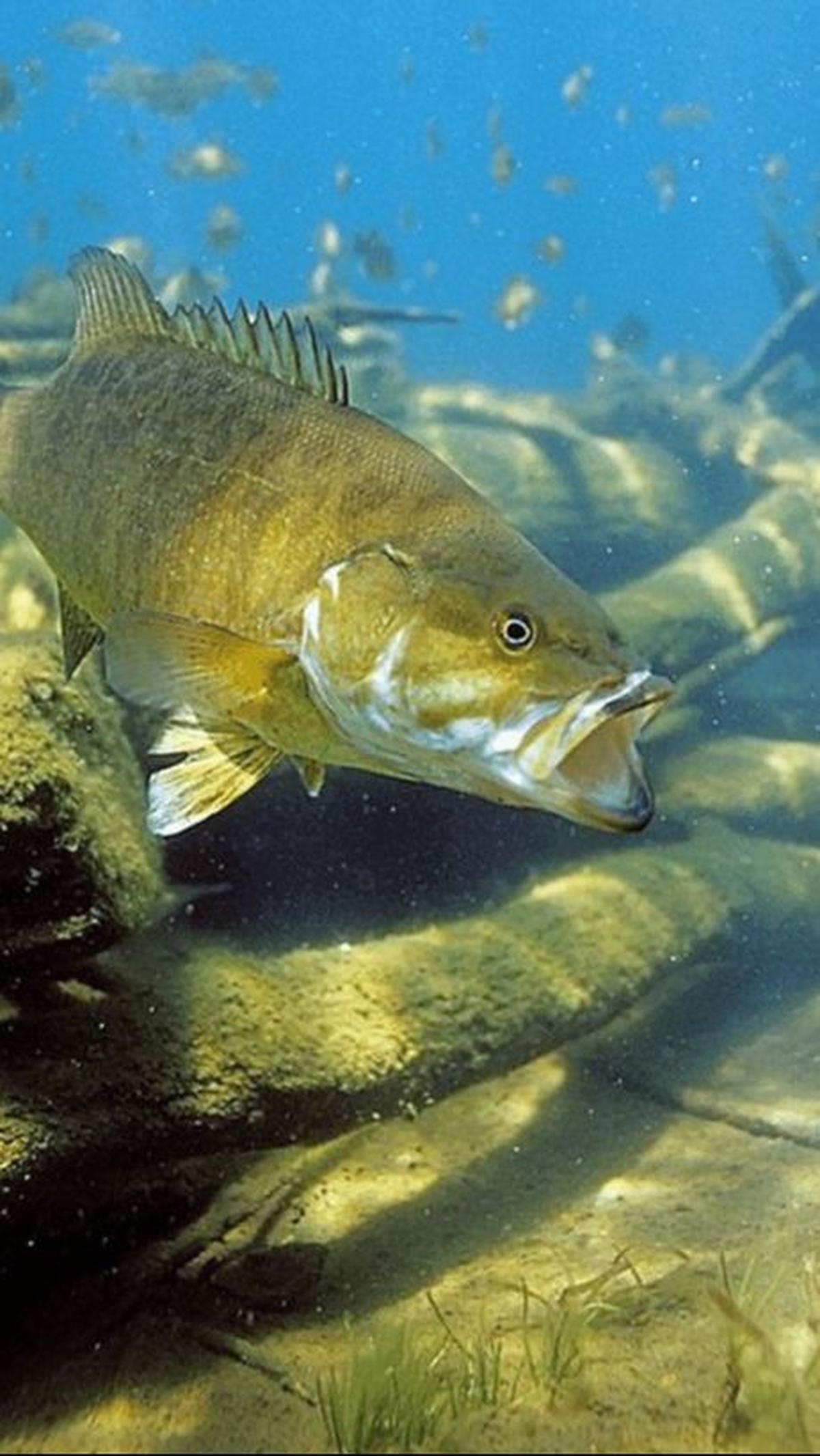 <b>Ikan Bass</b>
