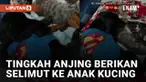 Seekor anjing bernama Balu mencuri perhatian netizen karena tingkahnya terhadap anak kucing