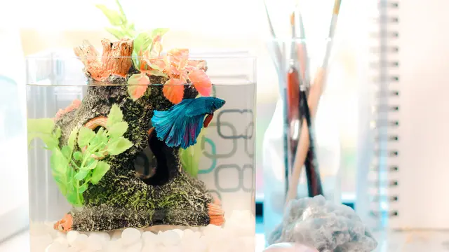 Paparan Cahaya Matahari secara Langsung