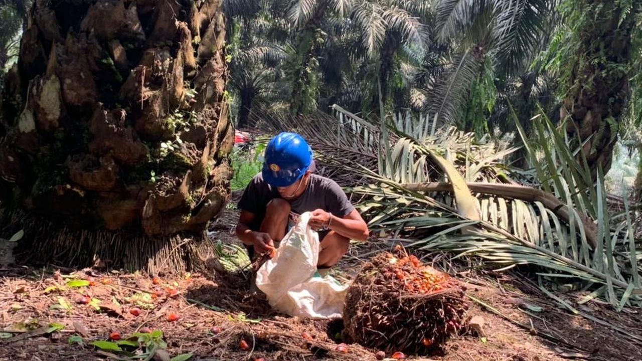 Berdasarkan laporan tahun 2019 Total luas area perkebunan adalah 116.000 hektare dengan 96.000 kelapa sawit 15 sekian lahan karet dan 4 ribu sekian bidang perkebunan lainnya seperti coklat, teh, dan karet.
