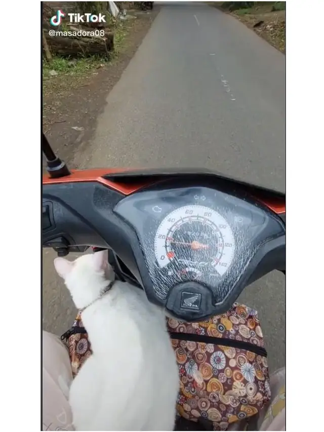 8 Potret Kucing Ikut Mudik Pakai Kendaraan Pribadi Ini Bikin Gemas