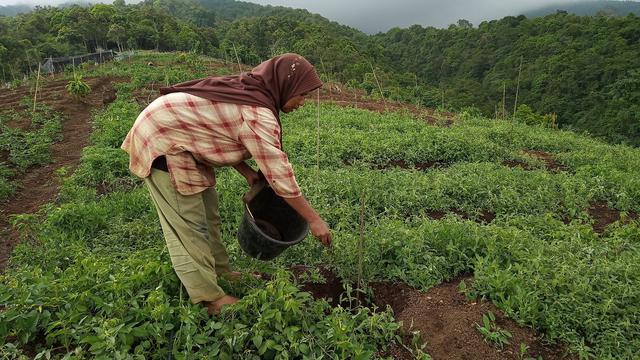 PT Amman Mineral Internasional (AMMAN)