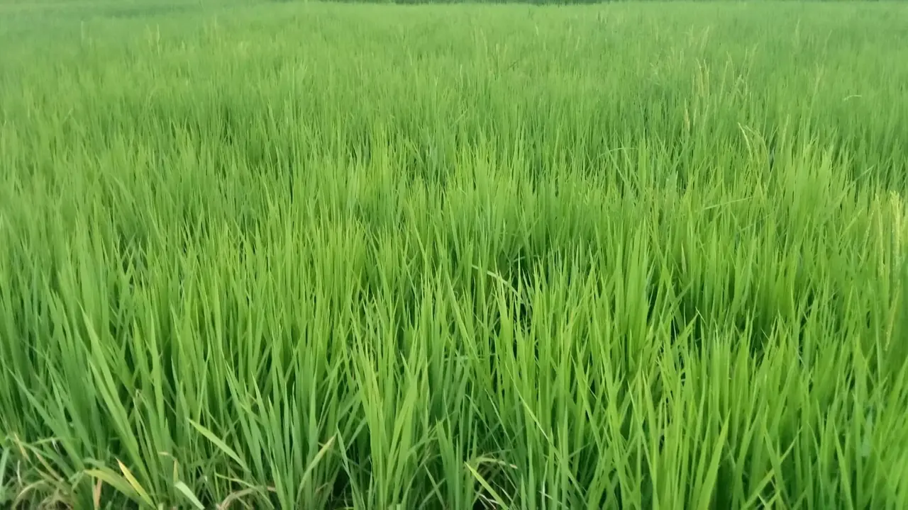 Ilustrasi pengembangan beras Japonica Koshihikari di sejumlah tempat di Jawa Timur (Istimewa)
