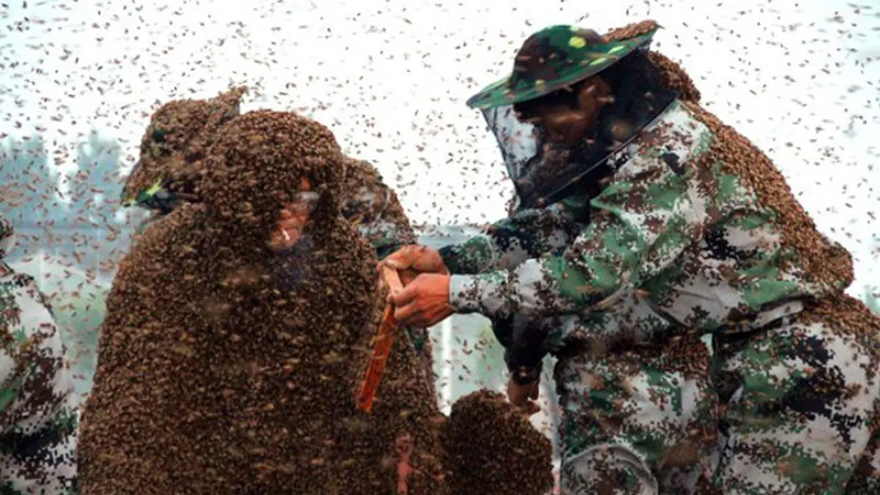 Pria ini Kenakan Mantel dari 109 Kilogram Lebah