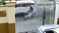Tangkapan layar CCTV saat korban melawan dua orang yang hendak membawanya ke dalam mobil. (Liputan6.com/ Dok Ist)