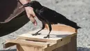 Burung  gagak dilatih memungut puntung rokok di taman Puy du Fou, Prancis barat, Selasa (14/8). Sebanyak enam gagak dilatih untuk memungut sampah di taman hiburan paling populer kedua di Prancis tersebut. (AFP/SEBASTIEN SALOM GOMIS)
