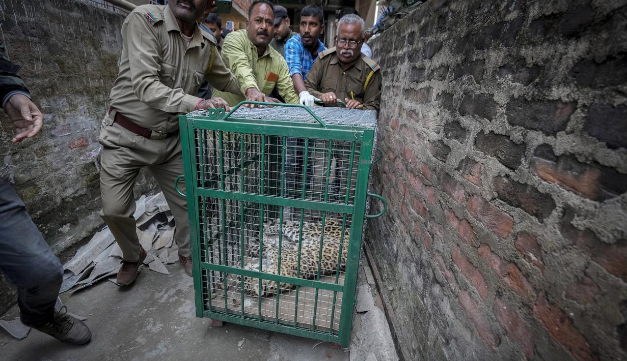 Setelah upaya yang panjang selama lebih dari 3 jam, departemen Kehutanan berhasil membius macan tutul dan dipindahkan ke kebun binatang negara. (AP Photo/Anupam Nath)