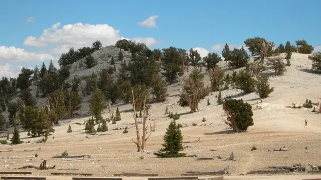 Hutan Pinus Bristlecone Kuno
