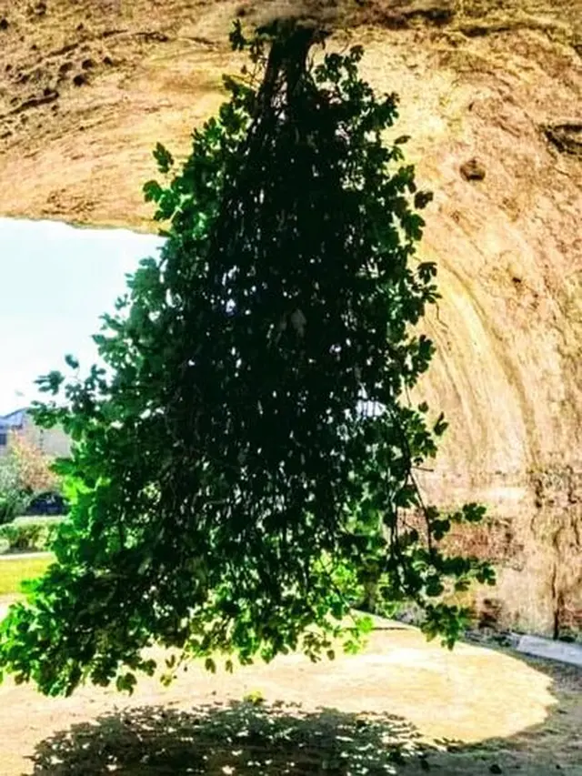 Pohon Terbalik