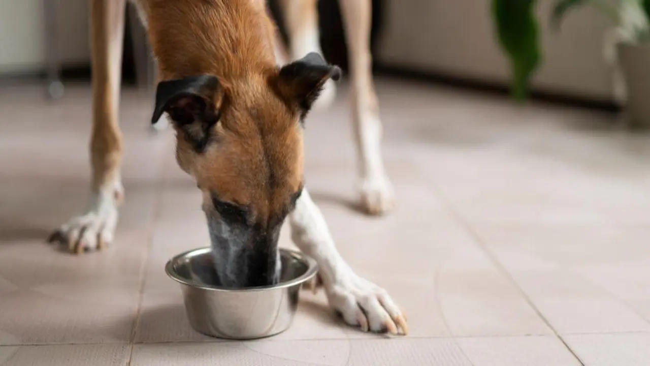 Tips to Boost Your Dog's Appetite