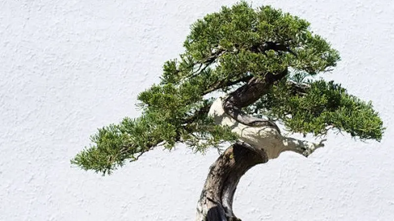 Ilustrasi bonsai.