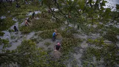 Penduduk desa berpartisipasi dalam komunitas memancing sebagai bagian dari perayaan Bhogali Bihu di desa Panbari, sekitar 50 km timur Gauhati, India, Kamis (13/1/2022). "Bhogali Bihu" menandai berakhirnya musim panen di timur laut negara bagian Assam. (AP Photo/Anupam Nath)