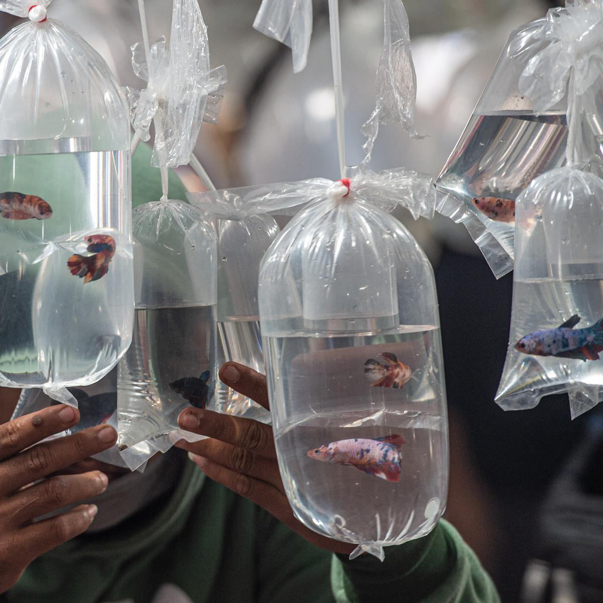 48 Koleksi Ikan Hias Air Laut Di Bogor Gratis