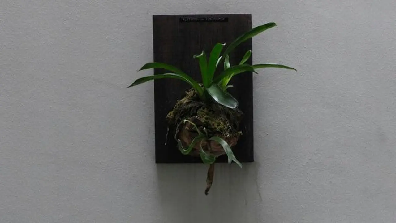 Ilustrasi Daun Tanduk Rusa (Credit: Unsplash/@nuarharuha)
