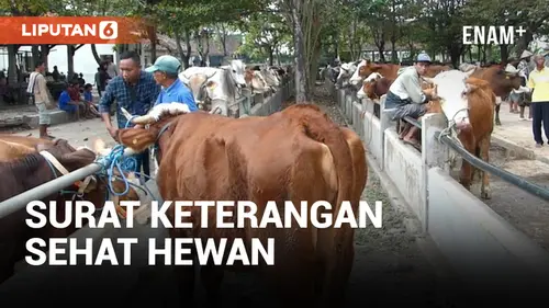 VIDEO: Jaga Penularan Penyakit, Pedagang Kurban Harus Miliki Surat Kesehatan Hewan