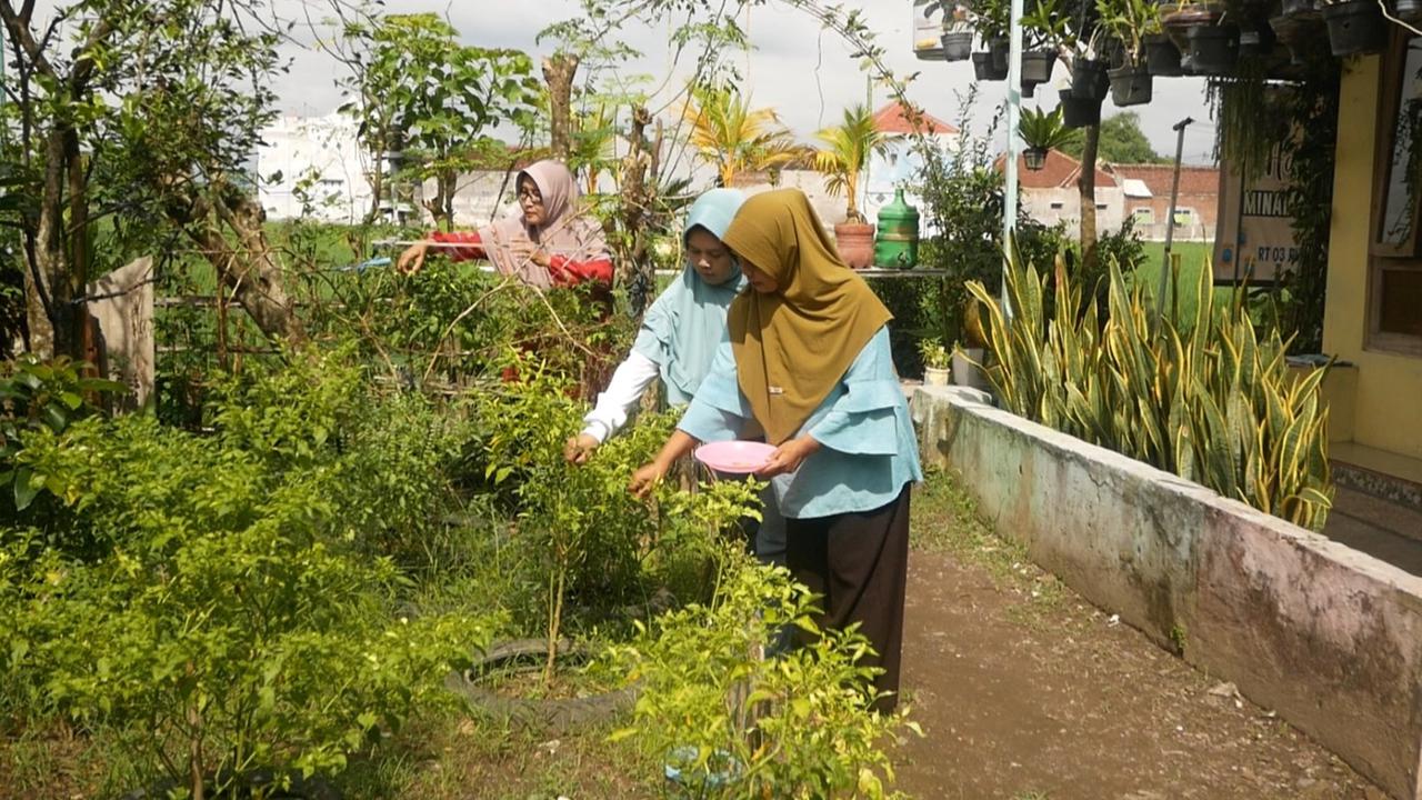 Kreatif, Emak-Emak di Lumajang Bertani Mandiri di Tengah Mahalnya Harga Cabai