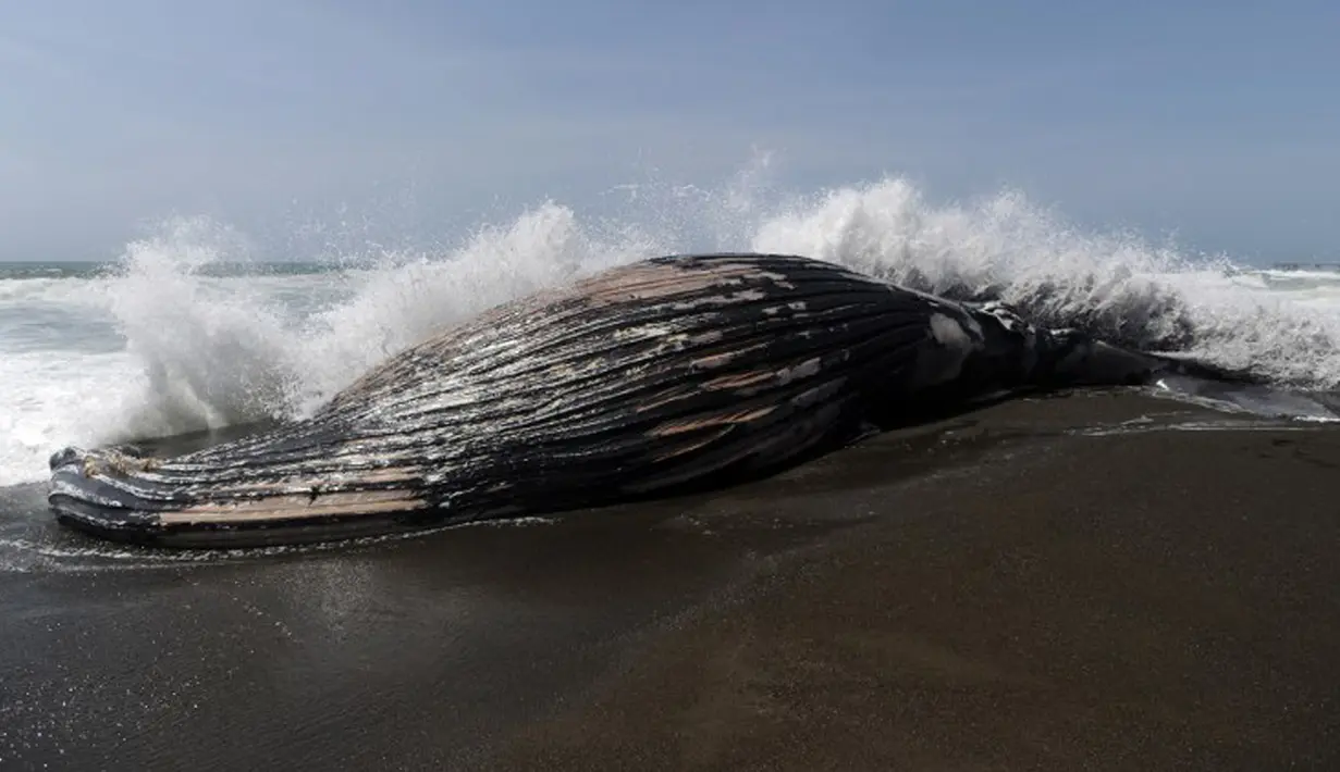 Seekor paus bungkuk sepanjang 32 kaki atau 10 meter terdampar di Pantai Pacifica, California, Selasa (5/5/2015). Ini merupakan paus kedua yang terdampar di kawasan California Utara dalam tiga pekan terakhir. (AFP PHOTO/Josh Edelson)
