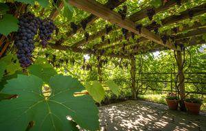 Anggur/Jenis Tanaman Rambat Berbunga Cantik Tapi Juga Bisa Dimakan Buahnya (Sumber: gemini.com)