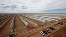Kaca-kaca penyerap matahari memenuhi lahan yang luasnya sama dengan luas ibu kota Maroko, Rabat (2/4/2016). Proyek ini menjadi bagian dari tekad Maroko untuk menyediakan 42% listriknya dari sumber-sumber terbarukan sebelum 2020. (AP Images)
