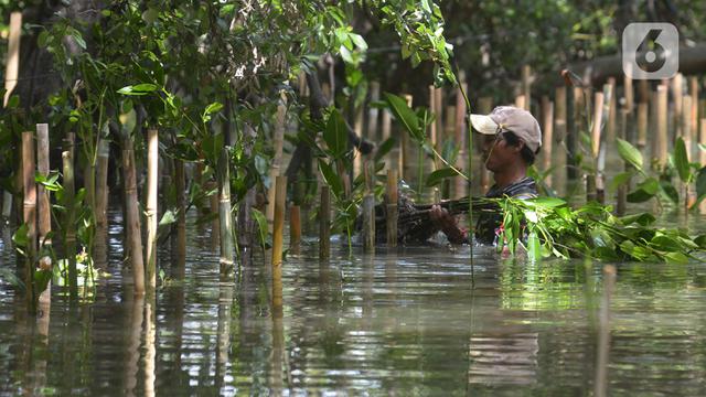 Penanaman 160 Ribu Bibit Bakau di Pesisir Jakarta