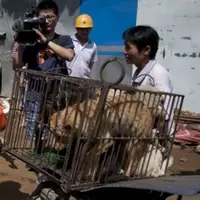 Wanita ini selamatkan 100 anjing di Festival Yulin.