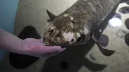 Ahli biologi senior Allan Jan memberi makan Methuselah, ikan lungfish Australia dalam akuarium di San Francisco, Senin (24/1/2022). Spesies ini merupakan kelompok ikan air tawar purba, yang sudah ada selama 400 juta tahun di Bumi. (AP Photo/Jeff Chiu)