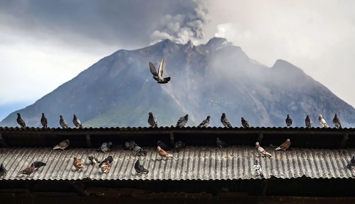 Burung-burung merpati terlihat di depan Gunung Sinabung saat gunung tersebut menyemburkan abu dan asap tebal, sebagaimana terlihat dari Karo, Provinsi Sumatra Utara, Rabu, 2 September 2026. (AFP/ YT Haryono)