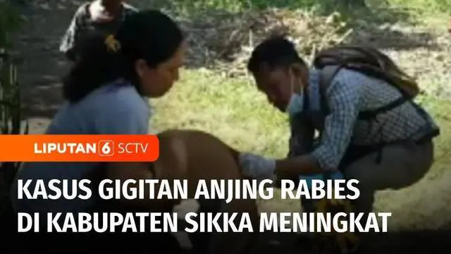 VIDEO: Kasus Gigitan Anjing Rabies Terus Meningkat di Kabupaten Sikka