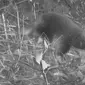 Hewan Mamalia Bertelur Echidna Ditemukan Kembali di Hutan Papua (Sumber: YouTube/University of Oxford)
