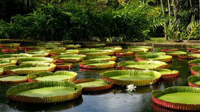 Victoria Amazonica (sumber: pixabay)