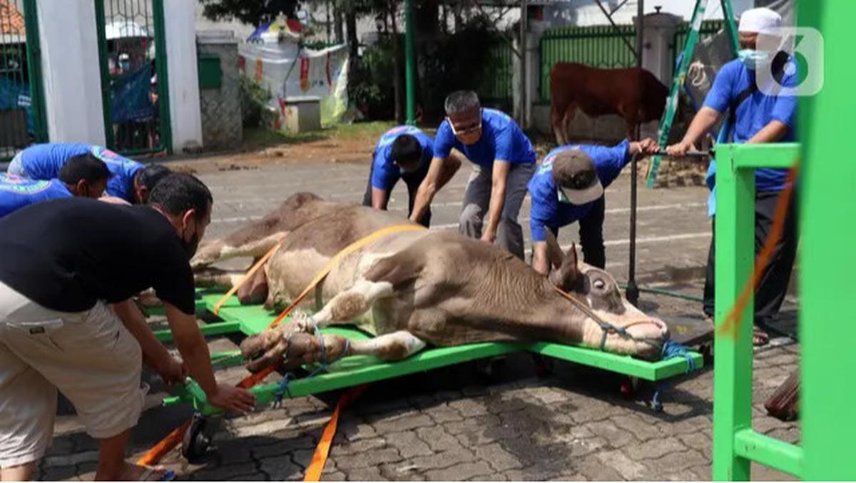Jangan Hanya Pikirkan Dagingnya, Ketahui Etika Memperlakukan Hewan Kurban