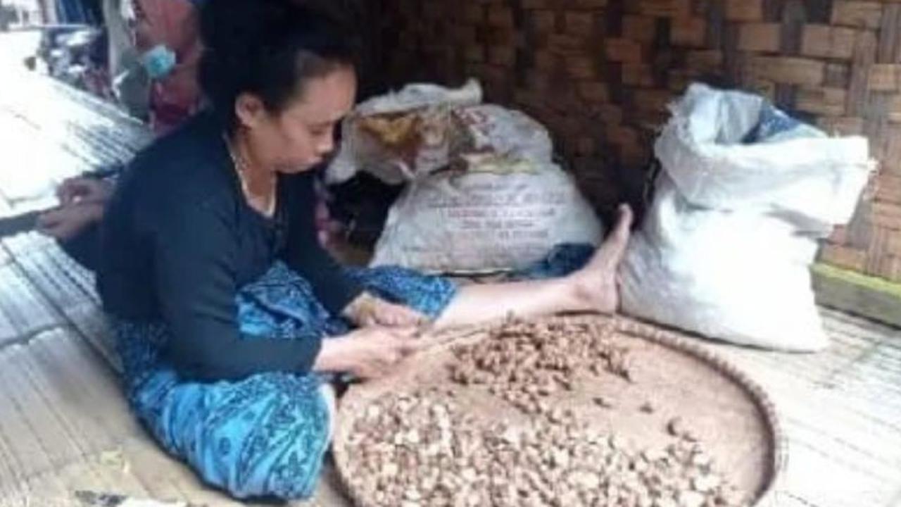 Bukan Hanya Tenun, Kencur dan Jahe Badui Jadi Penopang Ekonomi Utama Masyarakat Adat Ini!