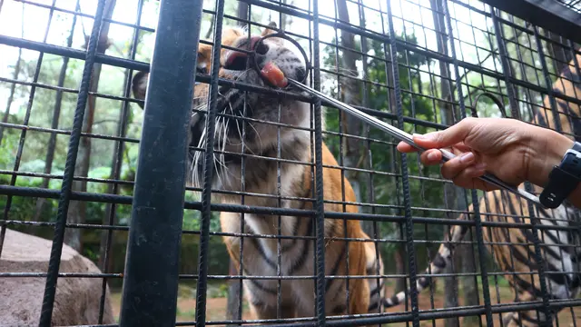 harimau Taman Safari Prigen