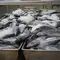 Mengenal Katsuobushi, Ikan Olahan Terkeras di Dunia