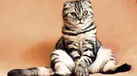 Kucing adalah salah satu hewan peliharaan yang menggemaskan/Pixabay.