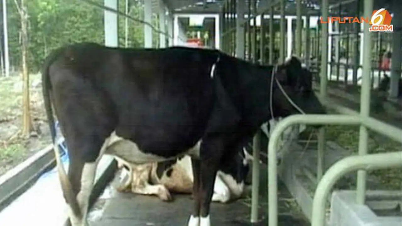 sapi-syahrini-131011b.jpg