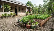 Cara Menyulap Sudut Pekarangan Berbatu Menjadi Kebun Sayur, Ini 9 Langkah yang Bisa Dicoba