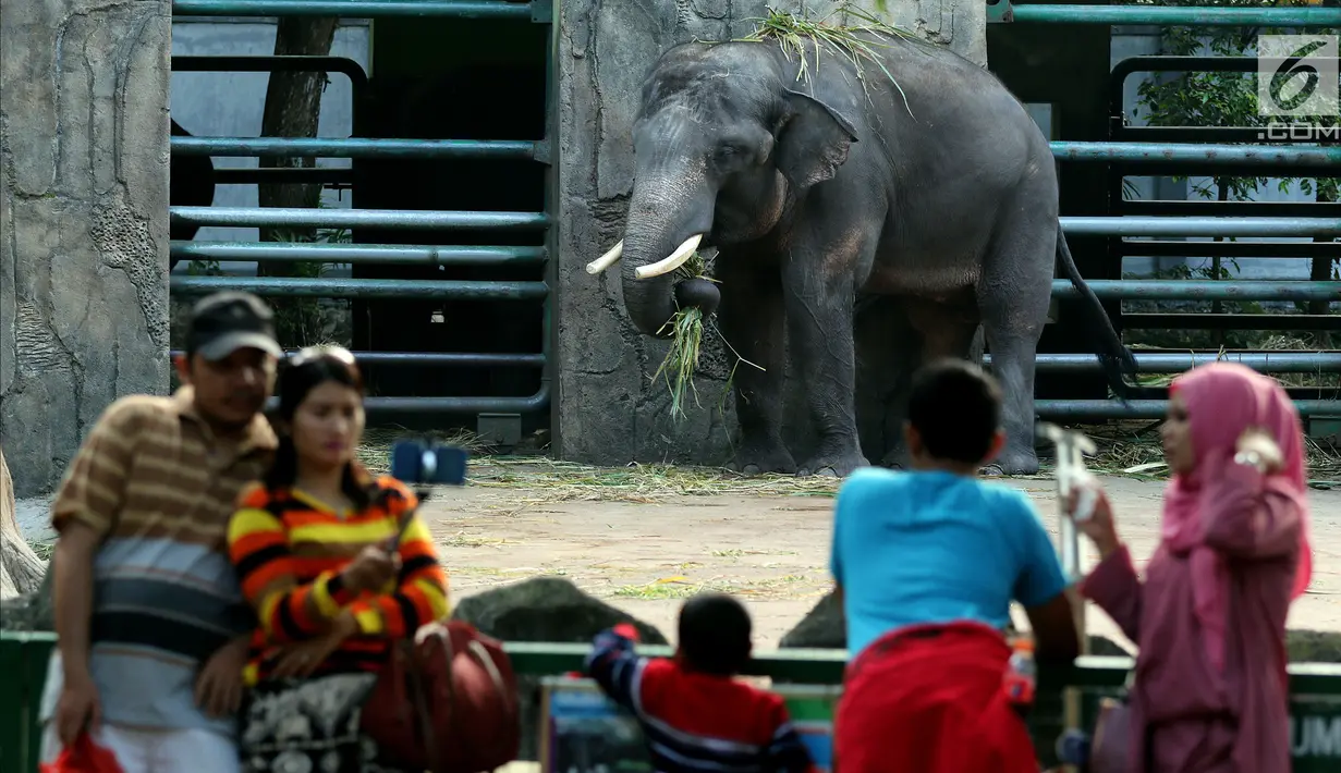 Pengunjung berswafoto dengan latar belakang gajah saat mengisi libur Lebaran di Kebun Binatang Ragunan, Jakarta, Sabtu (16/6). Kebun Binatang Ragunan masih menjadi tempat favorit warga Jakarta untuk menghabiskan libur Lebaran. (Liputan6.com/JohanTallo)