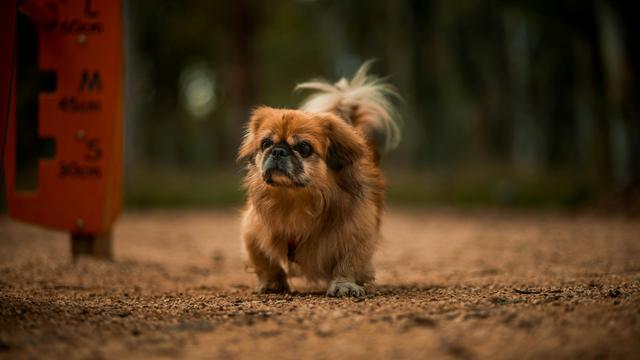 Pekingese