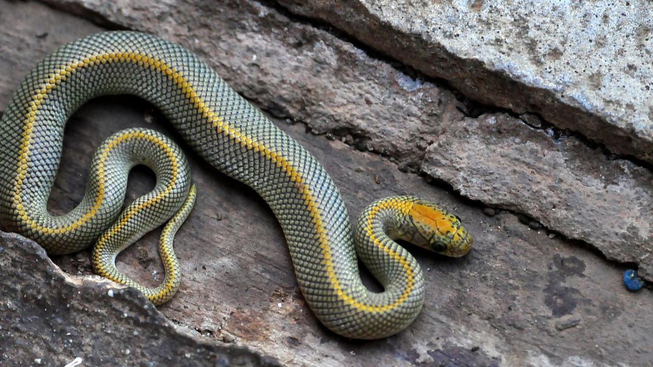 7 Petunjuk Rumah Disusupi Ular, Waspada dari Sekarang