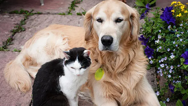 Ilustrasi anjing dan kucing. ©telegraph.co.uk
