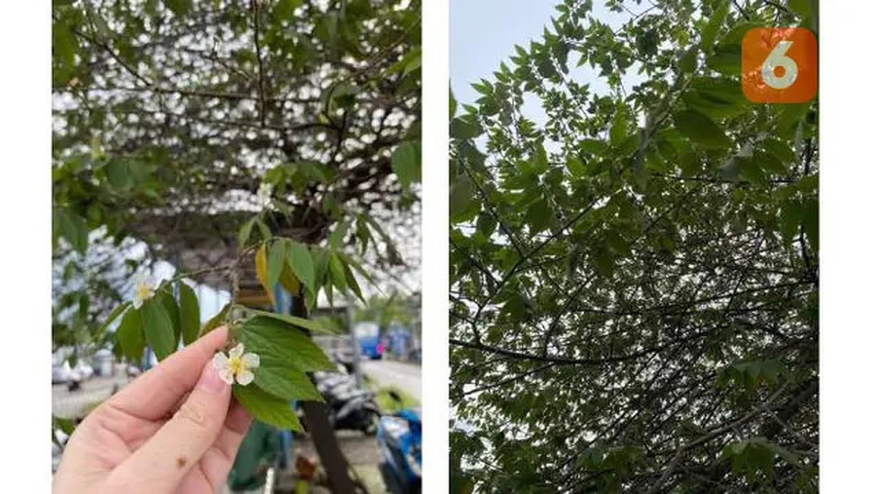 Cara Merebus Daun Kersen untuk Menurunkan Asam Urat dan Kolesterol, Ketahui Pendapat dari Pakar