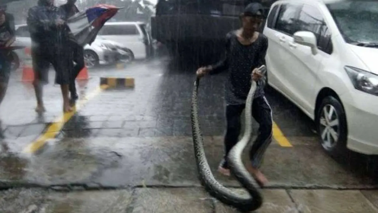 Ini Penampakan Ular Sanca 5 Meter dan Biawak di Banjir Kemang