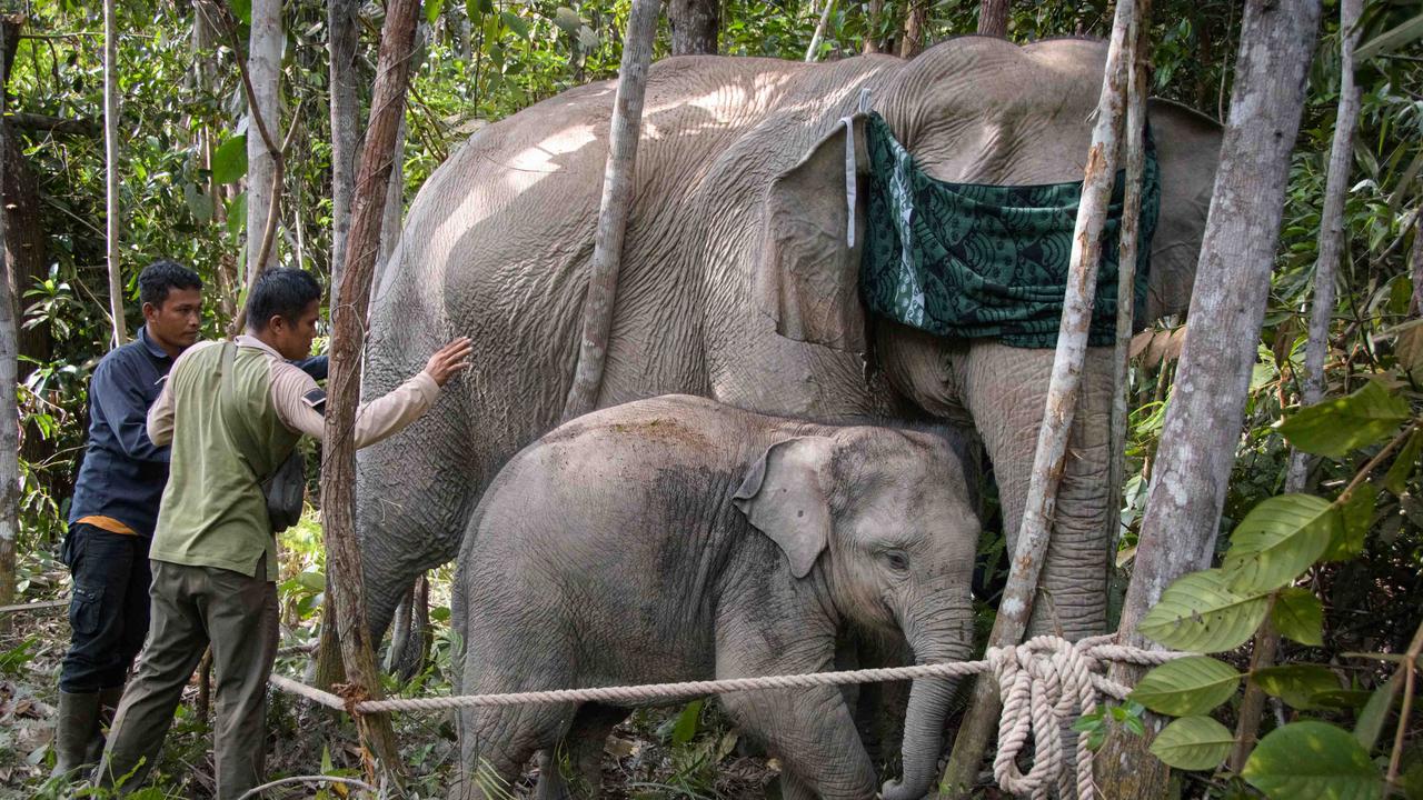 Gajah Sumatera