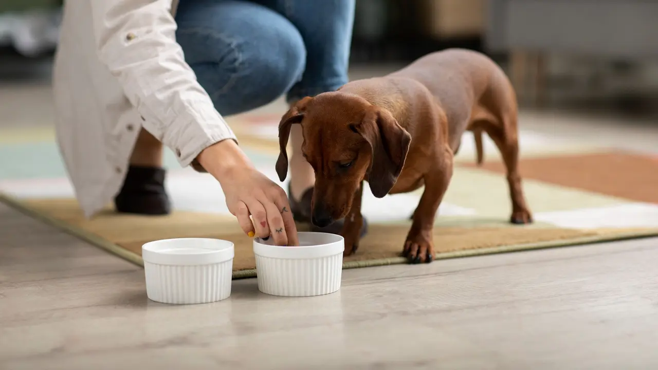 Puppy Eating