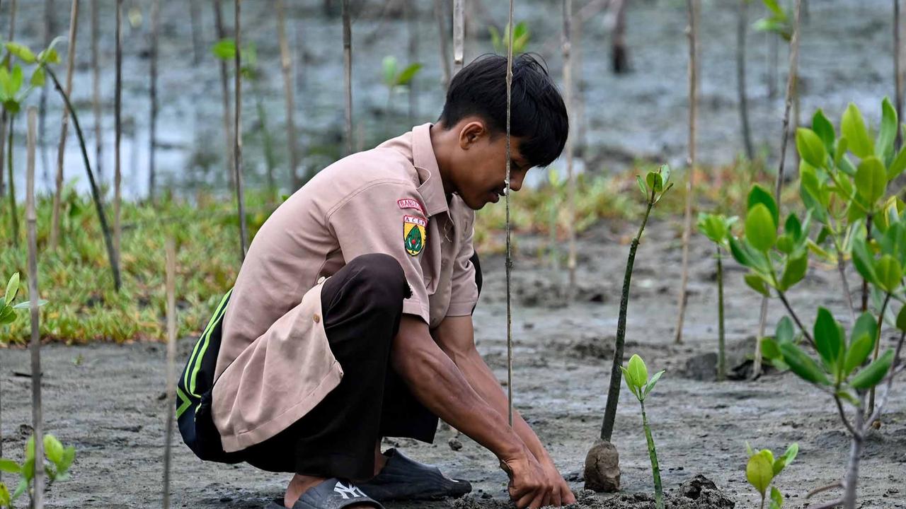 FOTO: Aksi Pelajar Aceh Menanam Mangrove Sambut Hari Sumpah Pemuda
