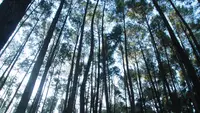 Izin Hutan Mandek, Ekspor Produk Getah Pinus Aceh ke 26 Negara Terhenti
