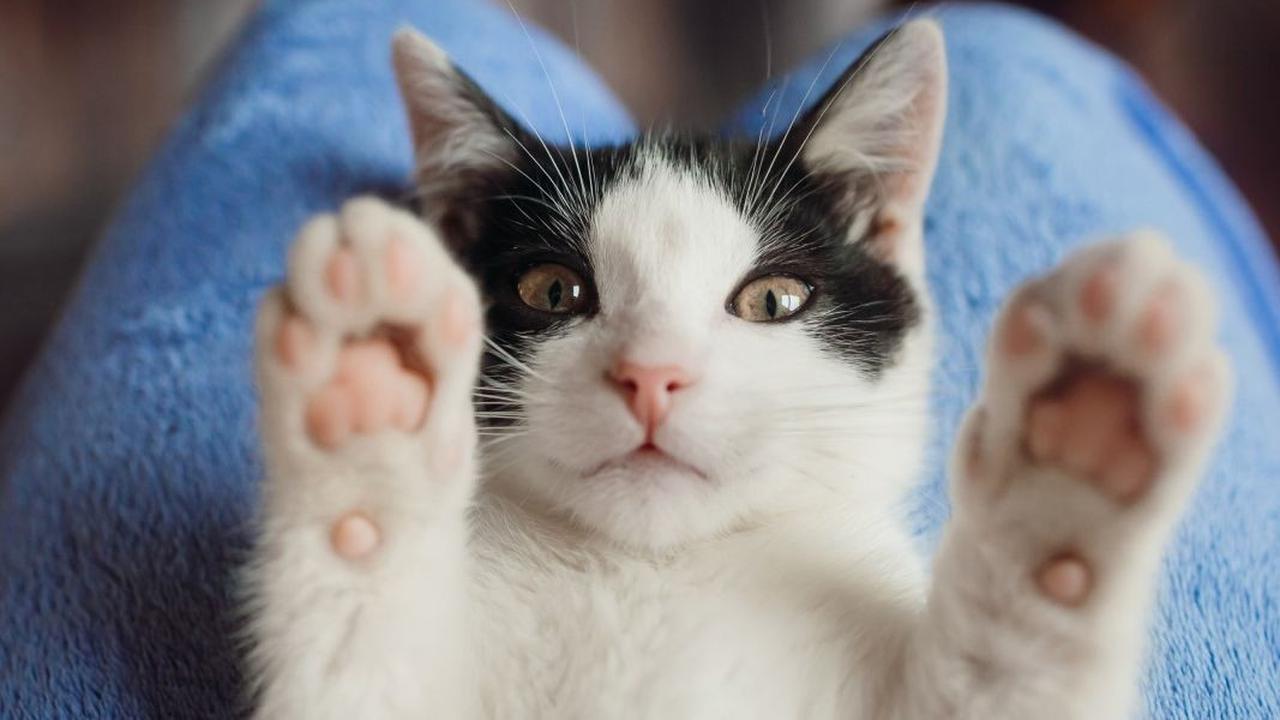Penyakit Lain akibat Cakar Kucing