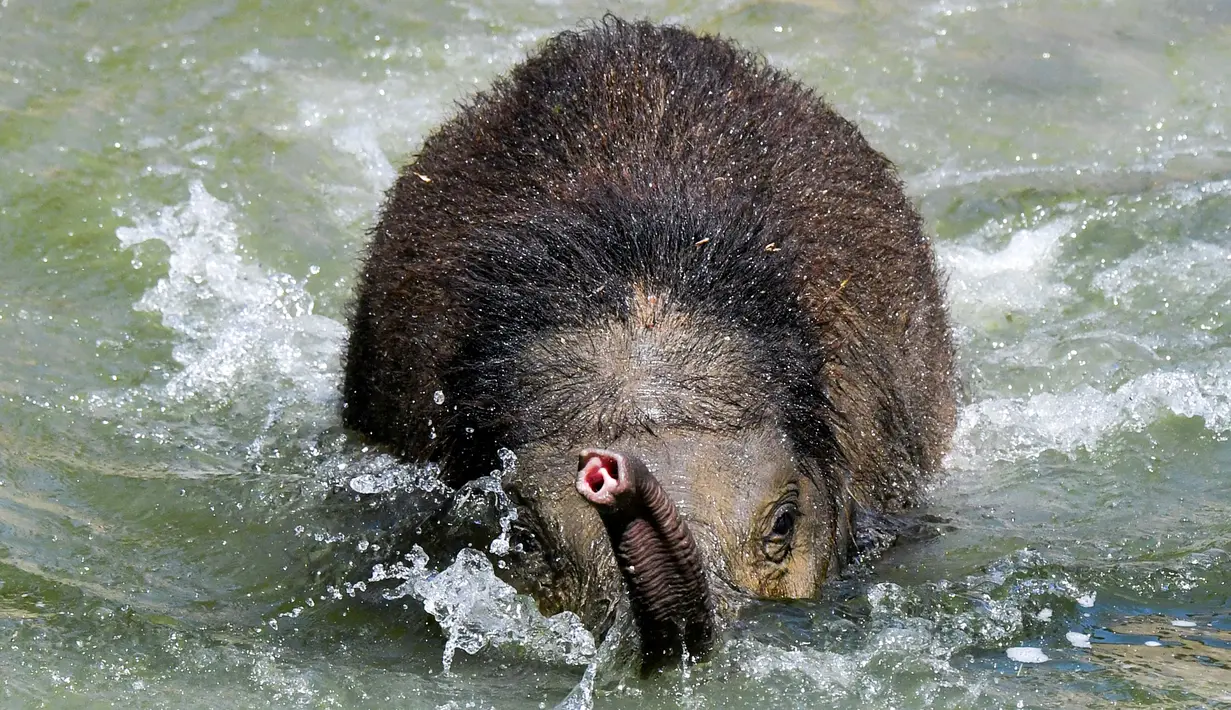 Bayi gajah Ben Long berendam di kolam berukuran besar saat suhu mencapai 35 derajat di kebun binatang di Leipzig, Jerman, Rabu (24/7/2019). Suhu tinggi ini terjadi di tengah ancaman gelombang panas kedua yang diprediksi melanda Eropa Barat. (Photo by Jens Kalaene / dpa / AFP)