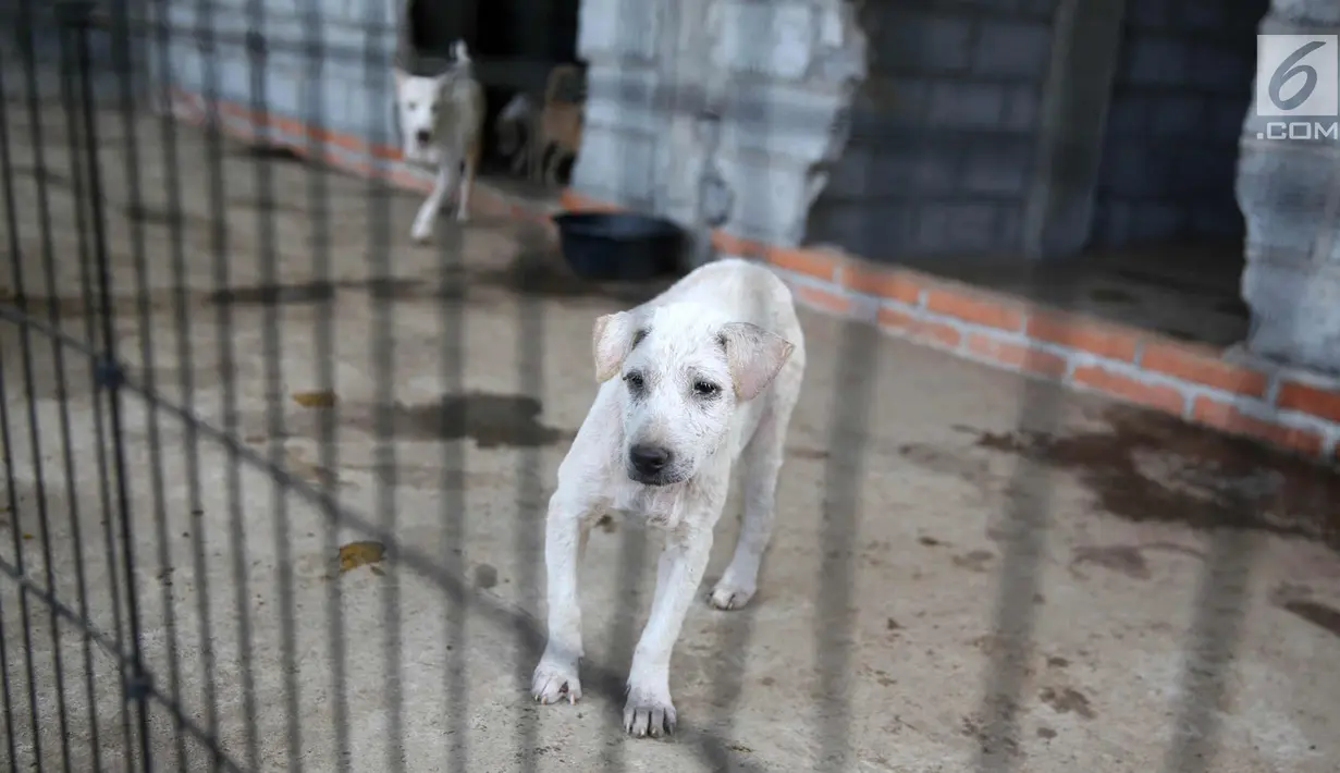 Seekor anjing berada di Posko Bali Rumah Singgah Satwa, Padangbai, Bali, Senin (4/12). Posko tersebut menampung ratusan anjing yang ditinggal mengungsi oleh pemiliknya karena erupsi Gunung Agung. (Liputan6.com/Immanuel Antonius)